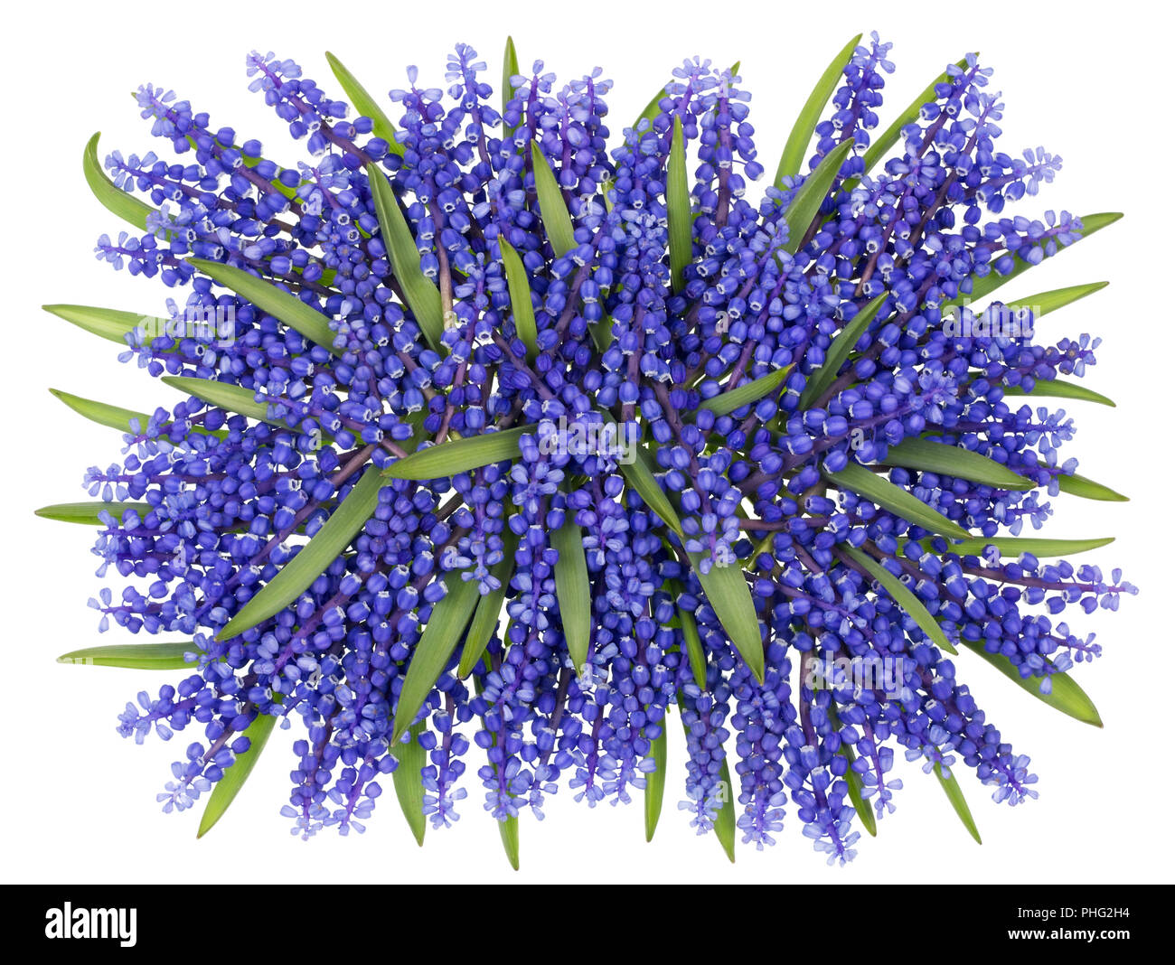Blue hyacinth bush concept Stock Photo