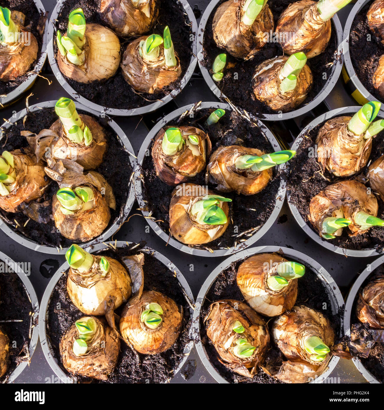 Daffodil flower bulbs Stock Photo Alamy