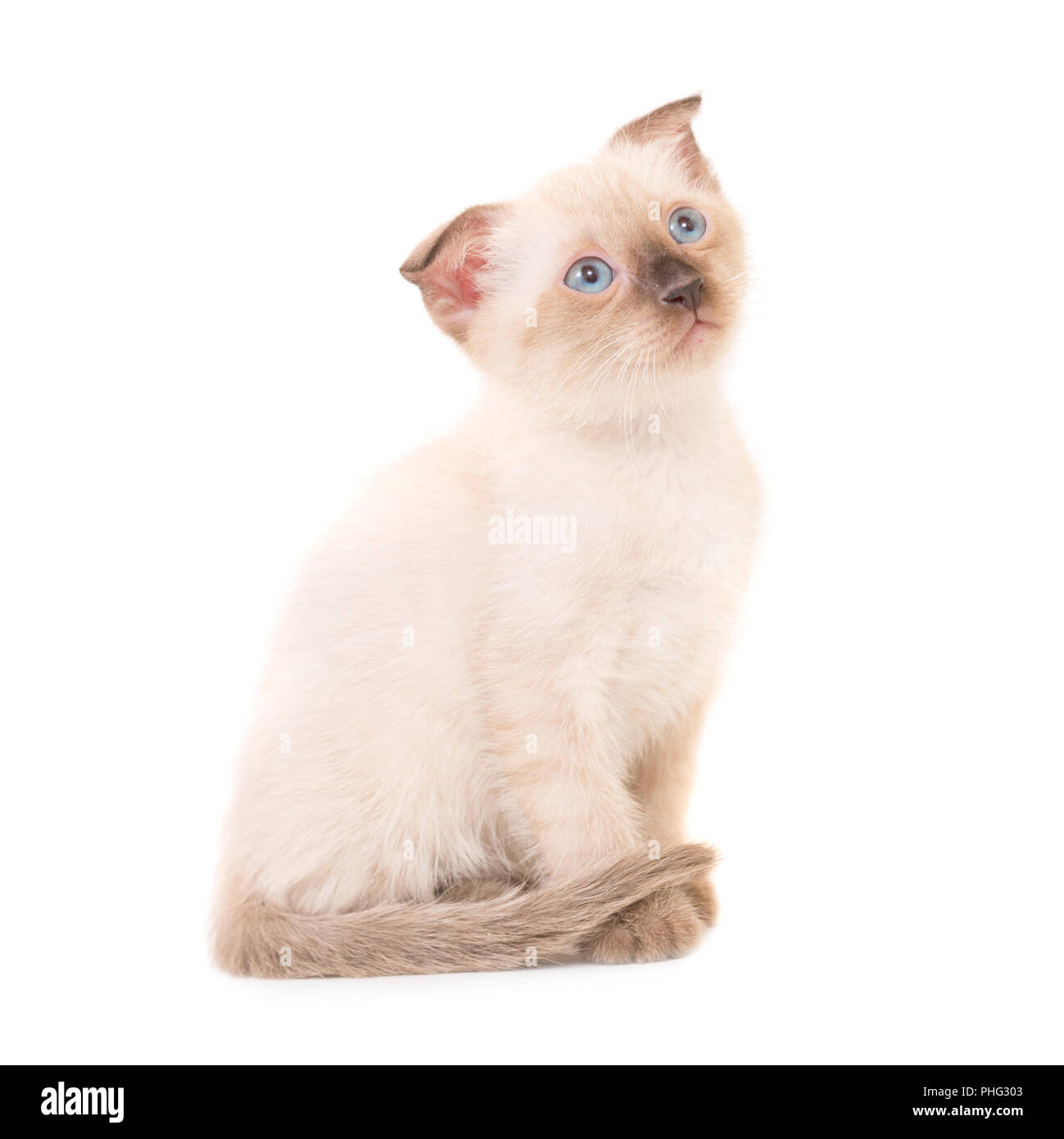 Sitting purebred kitten Stock Photo