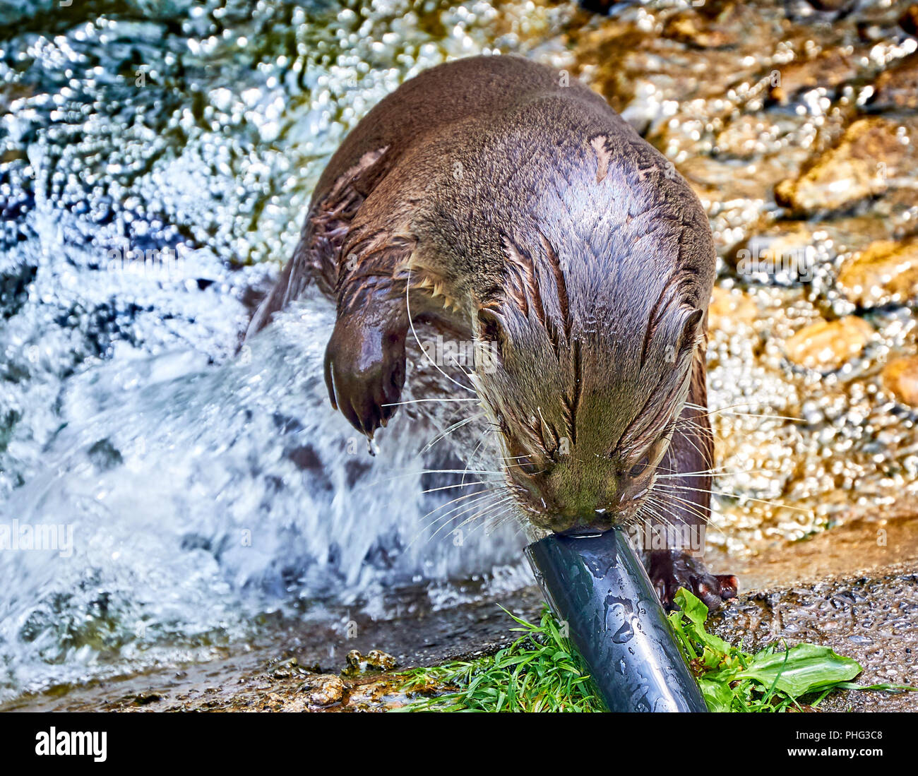 North American river otter (at a sanctuary) playing with water coming out of a hose Stock Photo