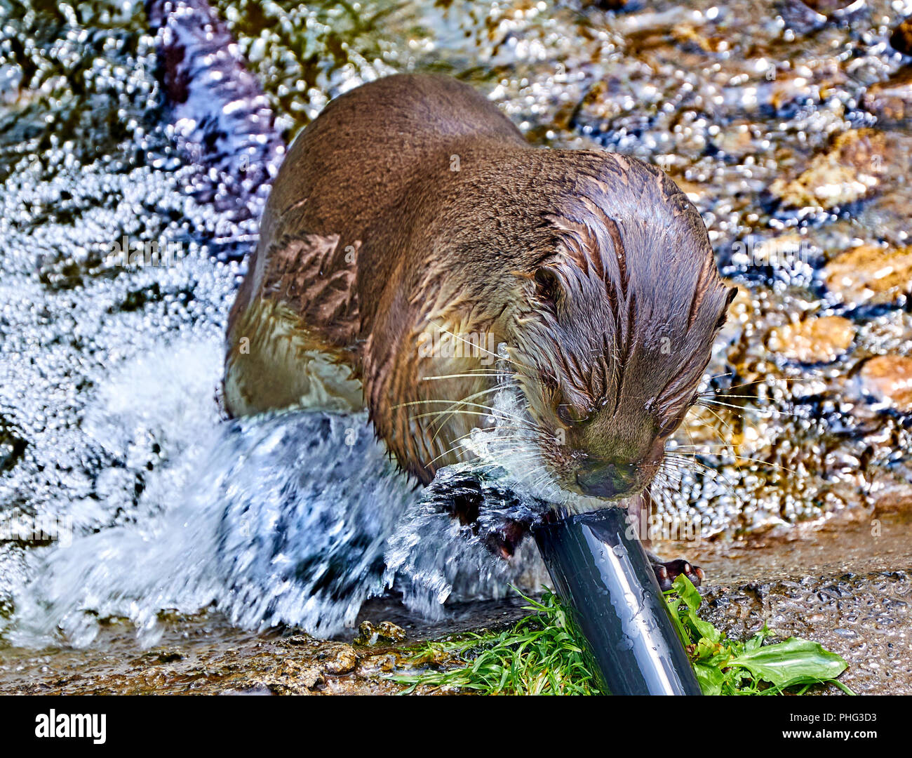 North American river otter (at a sanctuary) playing with water coming out of a hose Stock Photo
