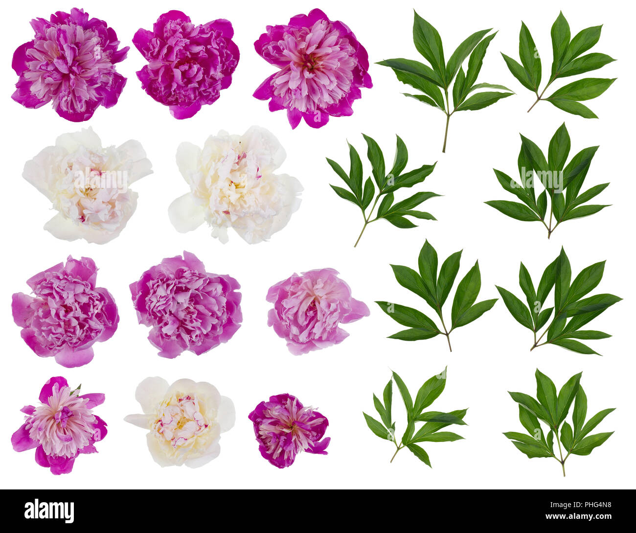 Pink and white real peonies  isolated Stock Photo