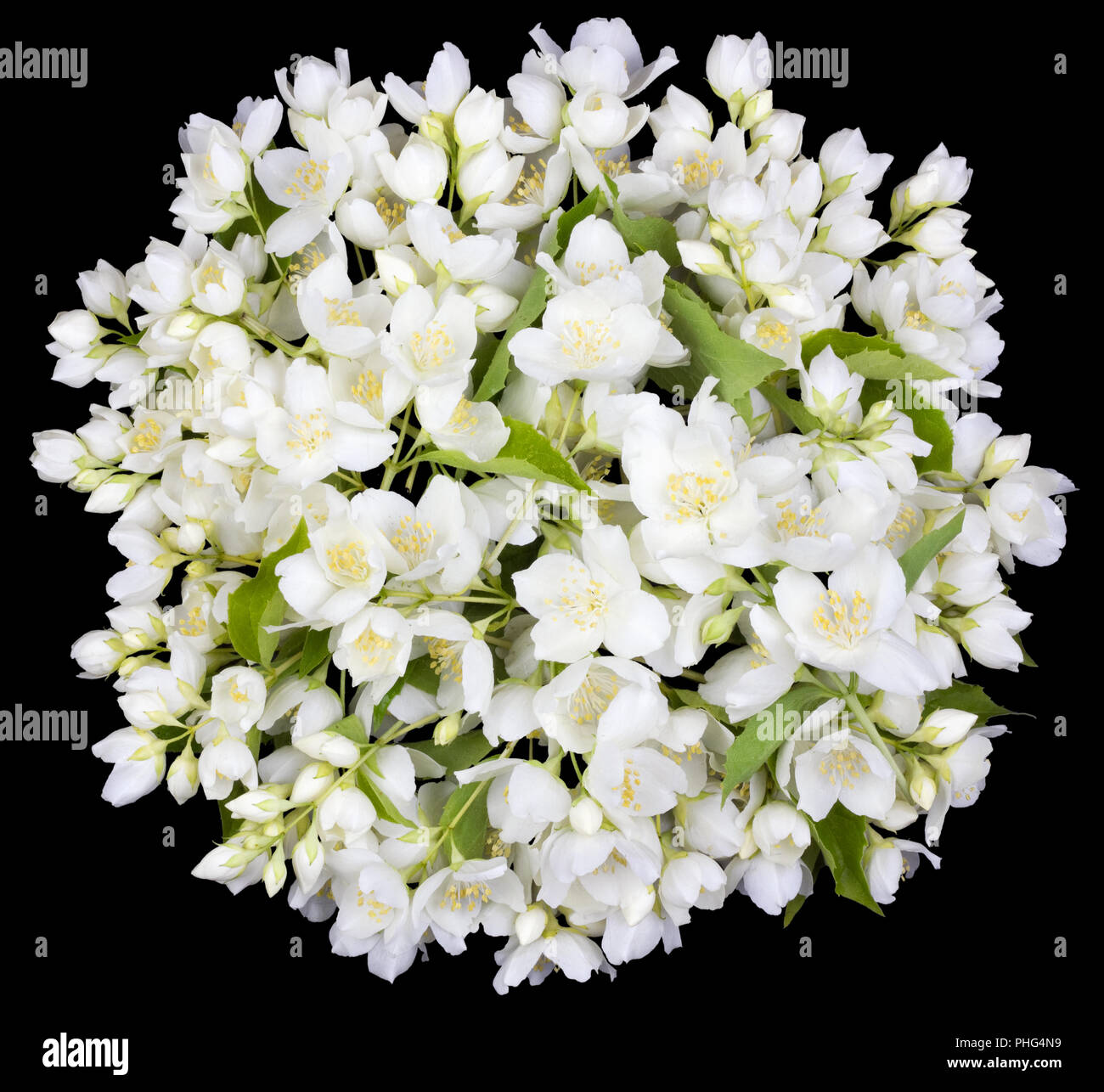 Circle  from white  jasmine flowers Stock Photo
