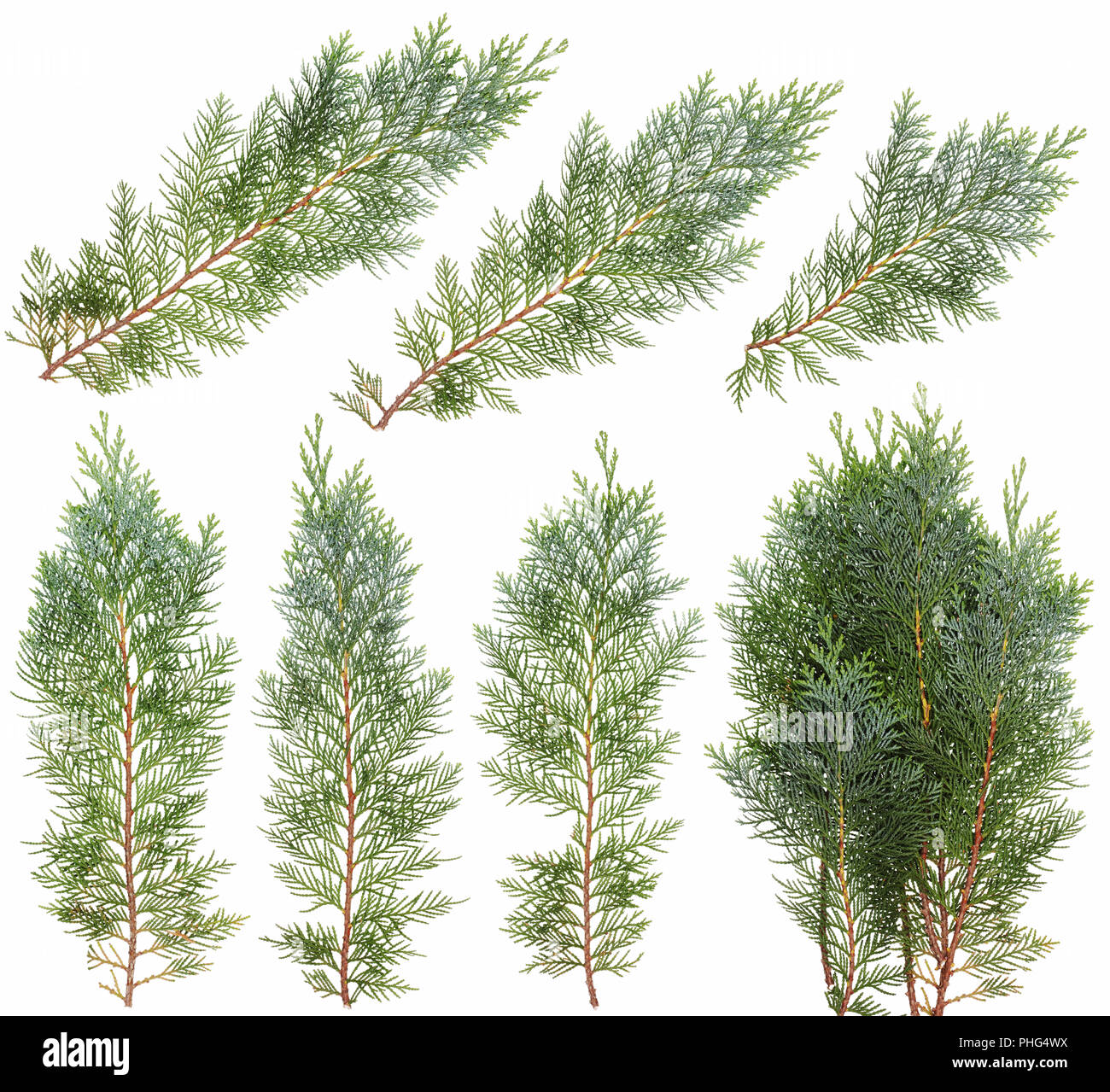 Blue juniper branches isolated set Stock Photo Alamy