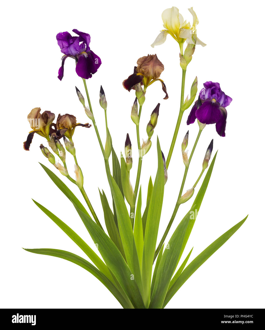 Royal Irises bush Stock Photo Alamy