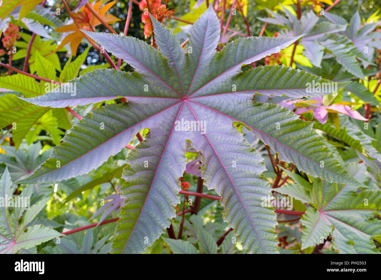 Ricinus communis (Castor bean, Castor oil plant) leaves of the