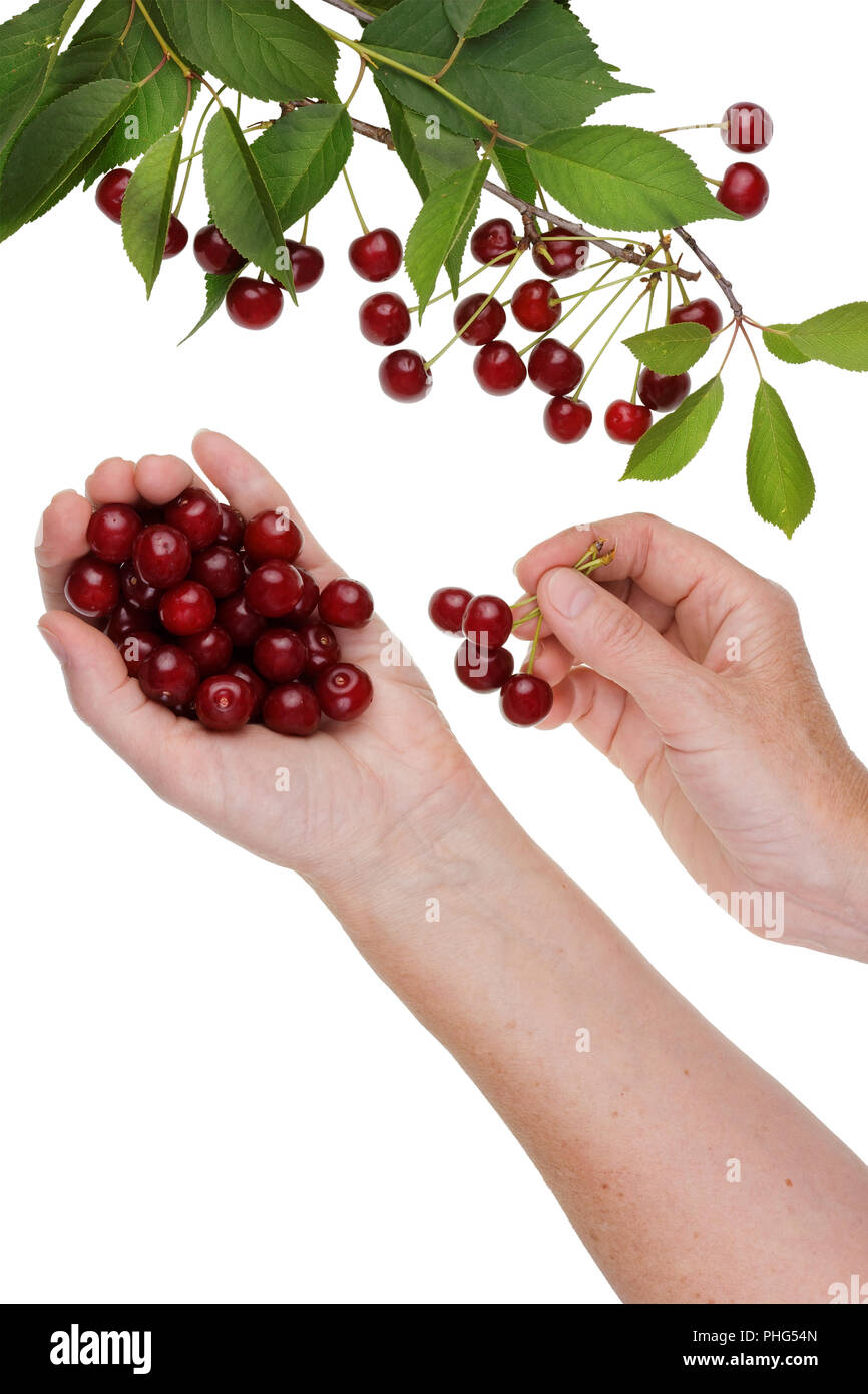 Cherries harvesting Stock Photo