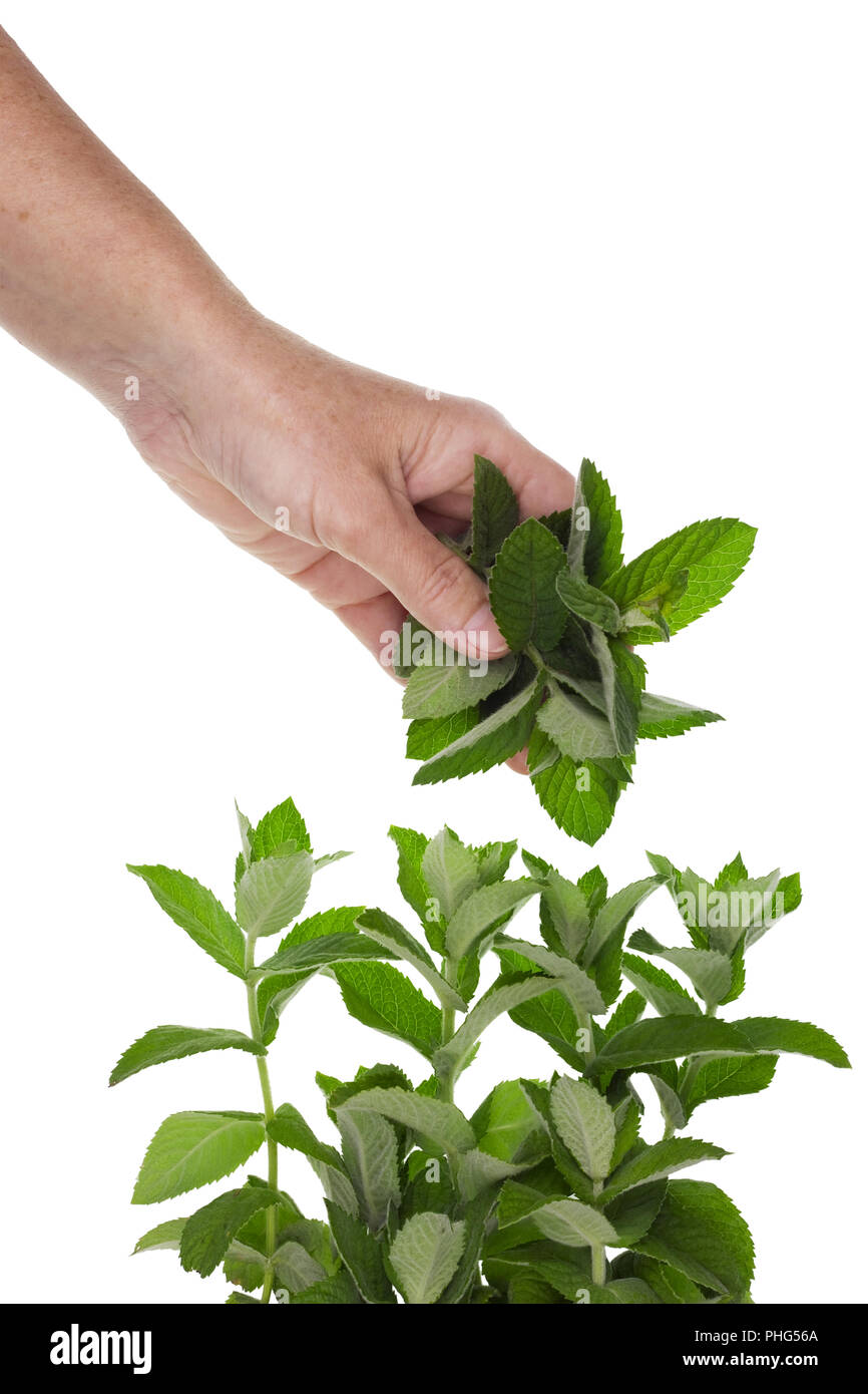 Mint leaves harvesting Stock Photo Alamy