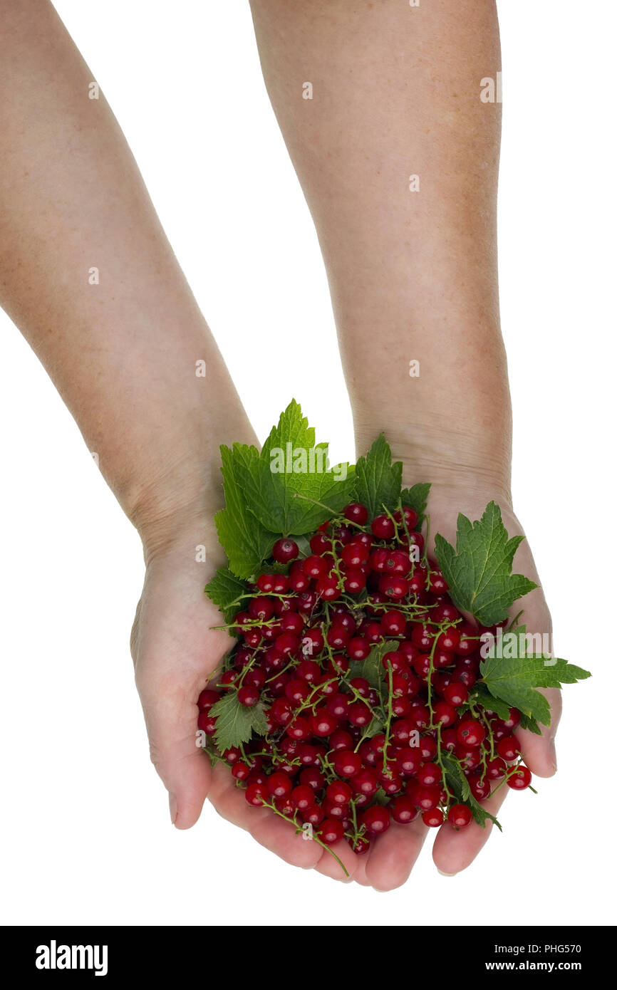 Red berriesfor you concept Stock Photo