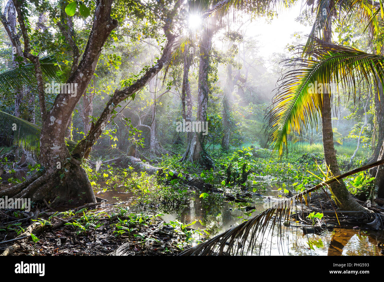 Tropical fern amazon rainforest brazil hires stock photography and