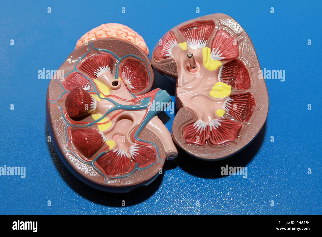 kidney Stock Photo