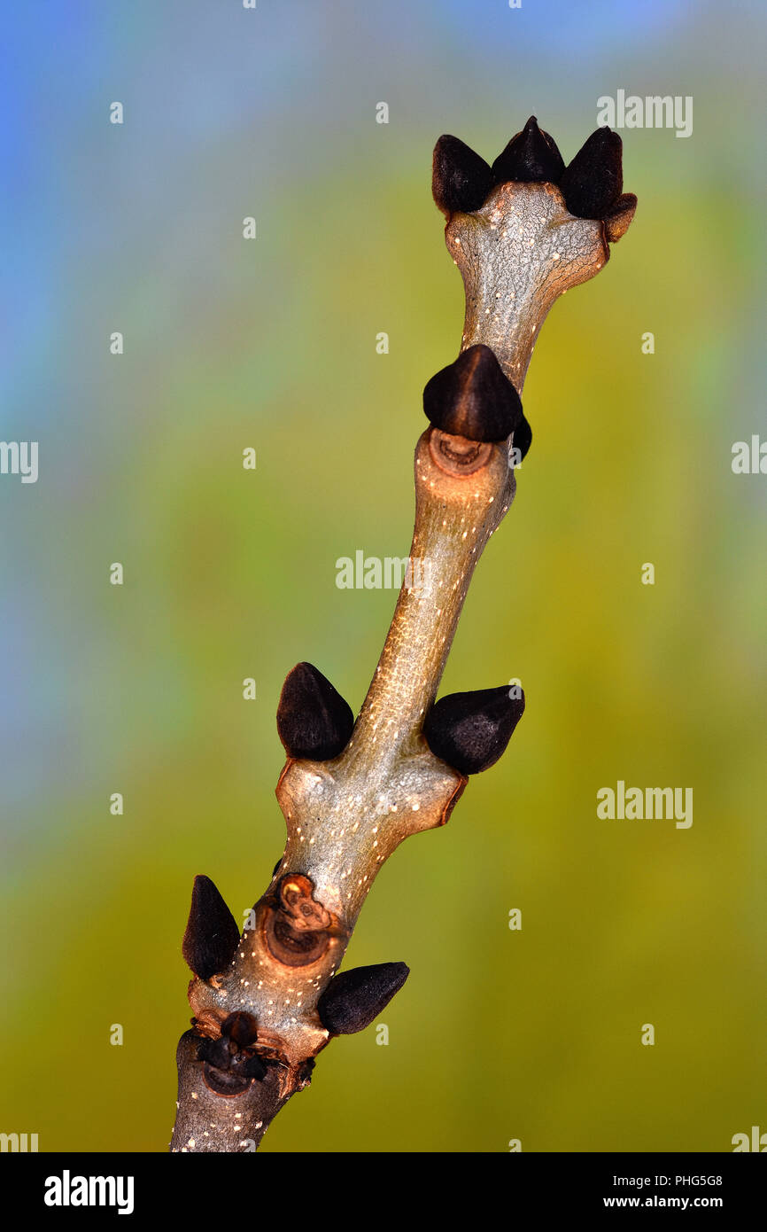 Ash; bud; common ash; Fraxinus excelsior; Stock Photo