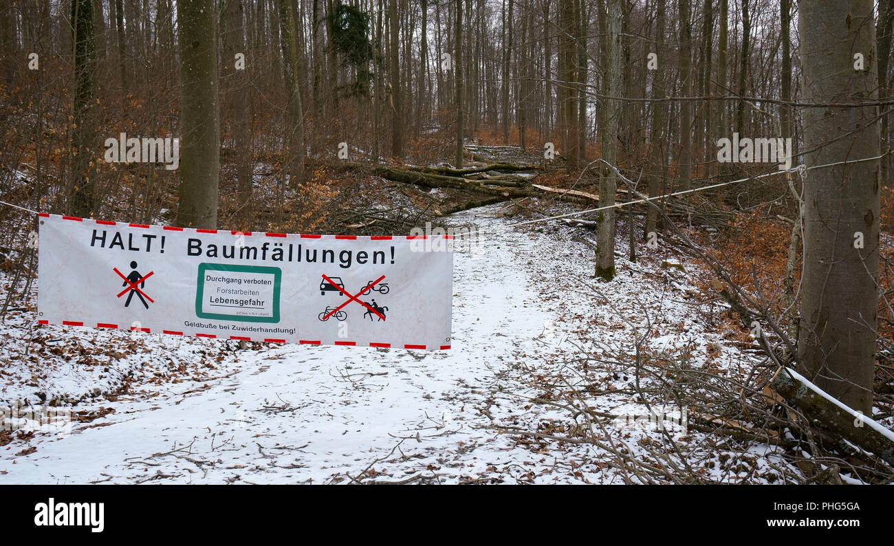 tree felling; no passage; forestry; Stock Photo