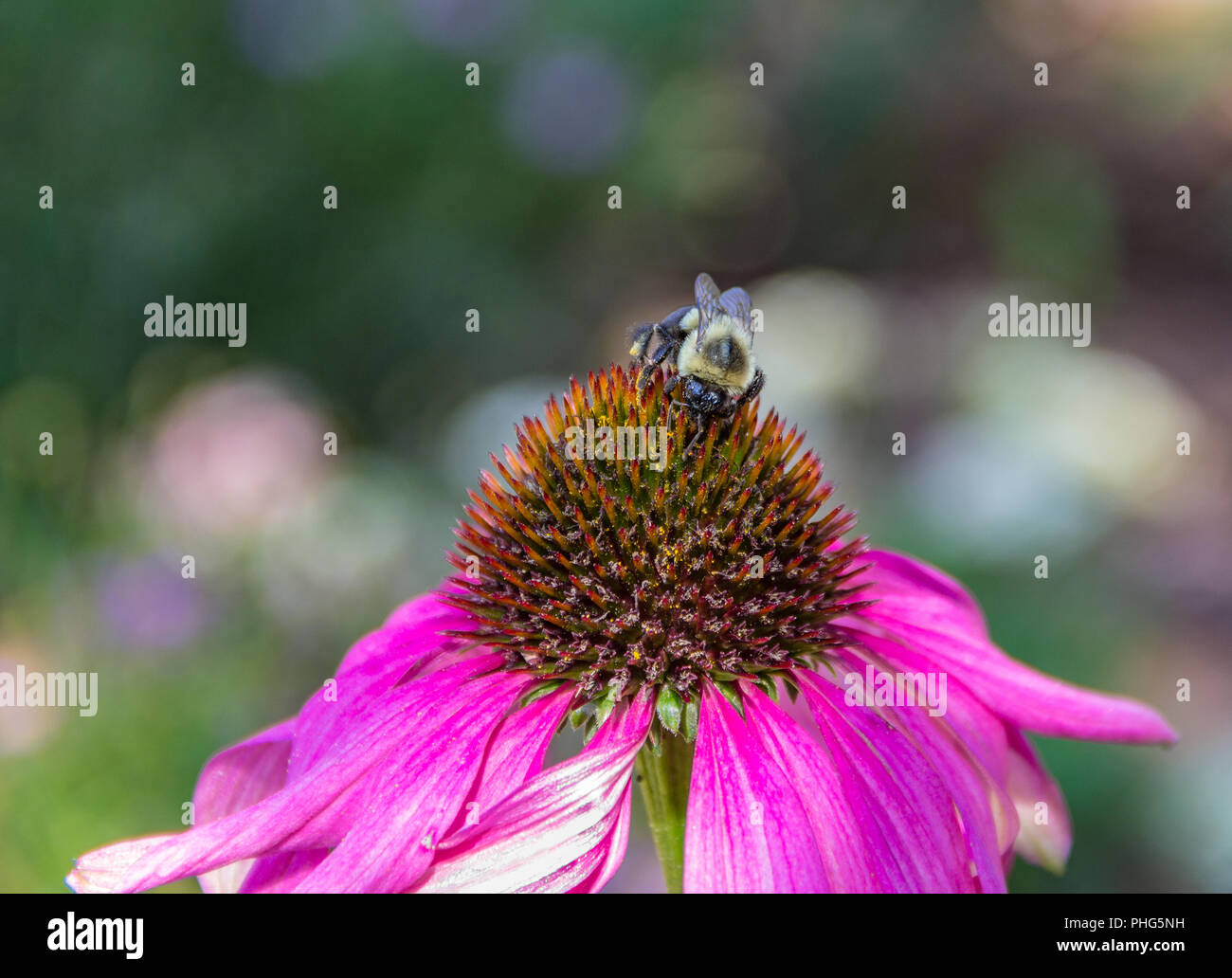 A Bee on a Pink Echinacea Flower Head Close Up, Macro, Summertime, Wildlife, Insects Stock Photo