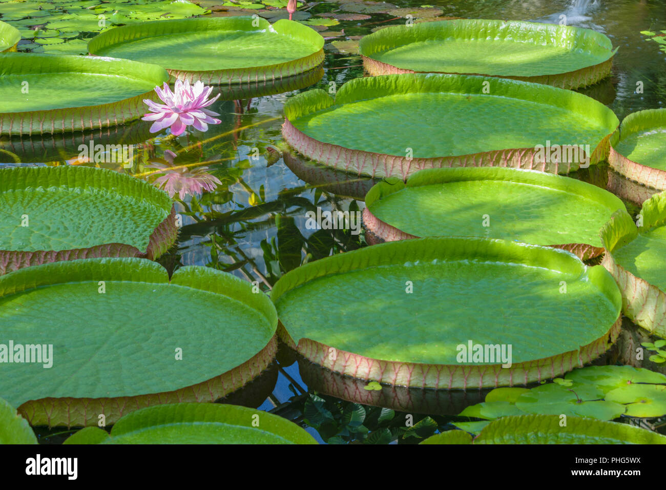 Victoria cruziana (Santa Cruz water lily, water platter, yrupe) of the Nymphaeaceae family Stock Photo