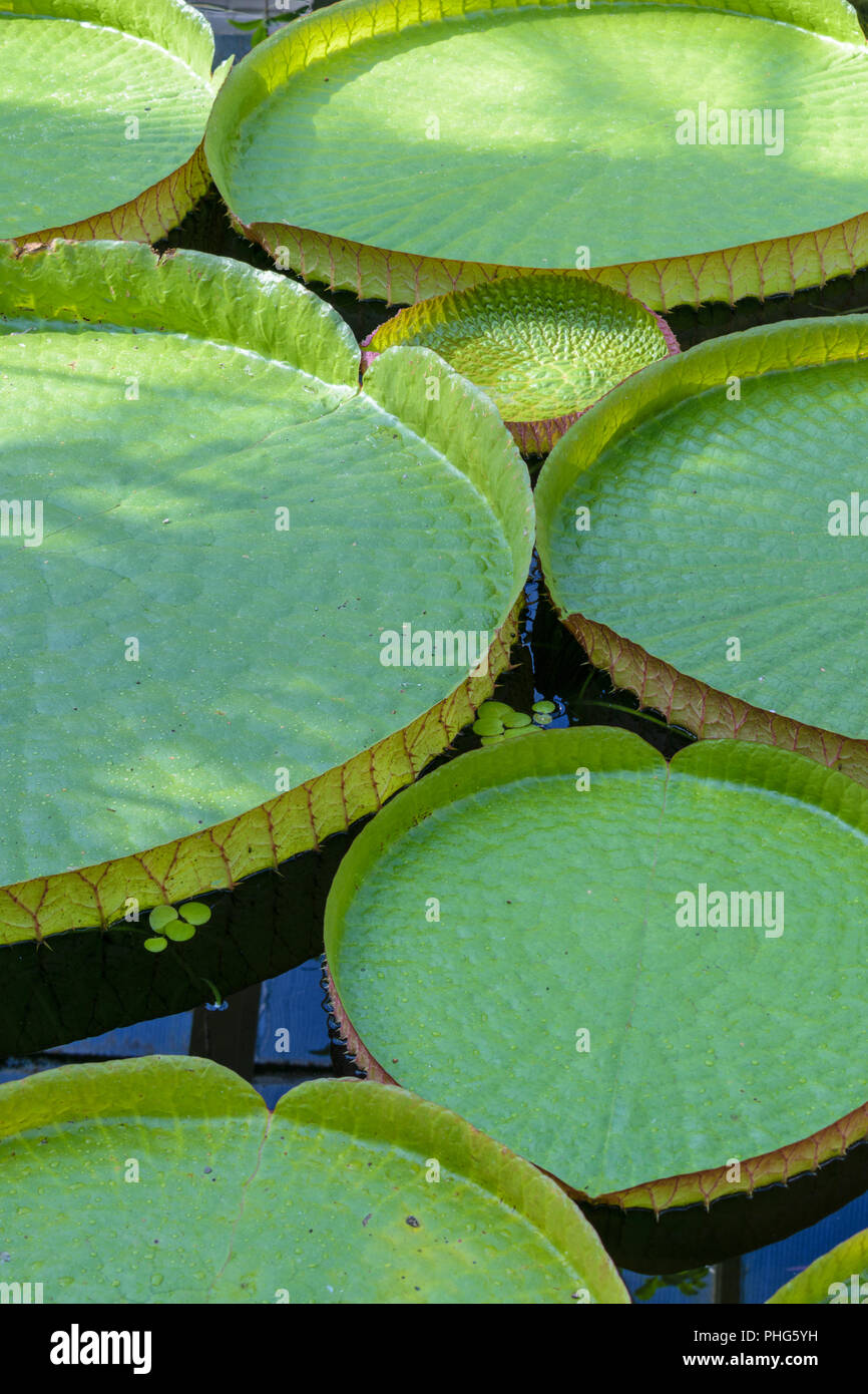 Victoria cruziana leaves (Santa Cruz water lily, water platter, yrupe) of the Nymphaeaceae family Stock Photo