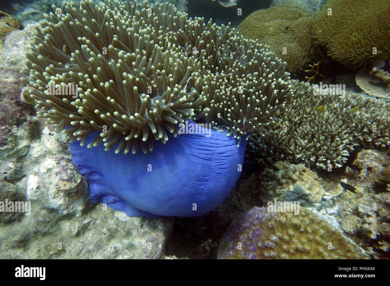 Colored long tentacle Anemone Heteractis magnifica Stock Photo