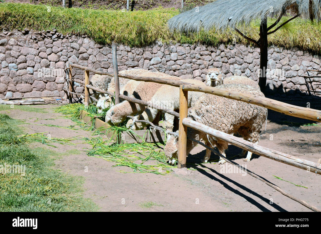 Peruvian mountain lamas Stock Photo