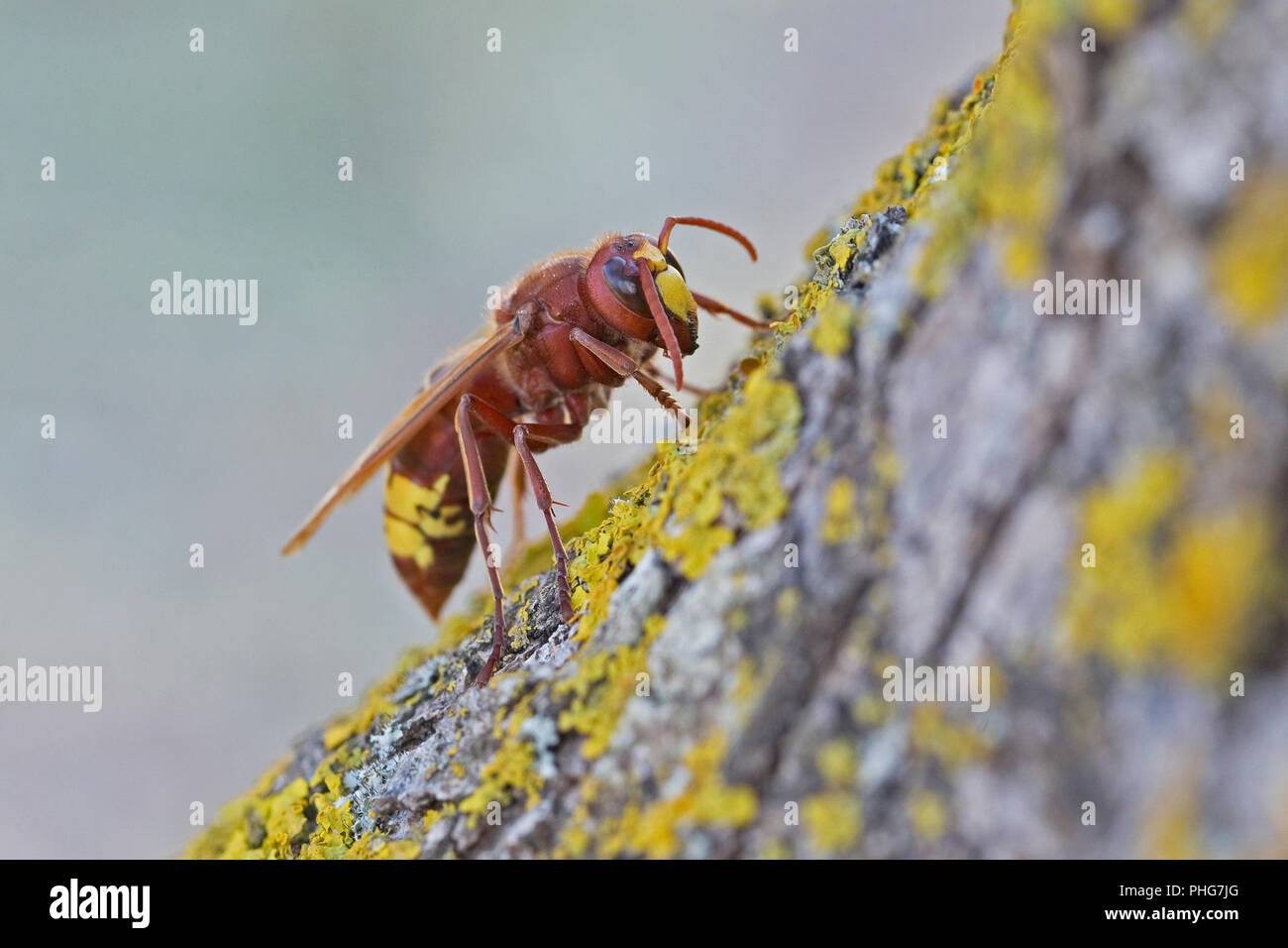 Oriental Hornet (Vespa orientalis) Stock Photo
