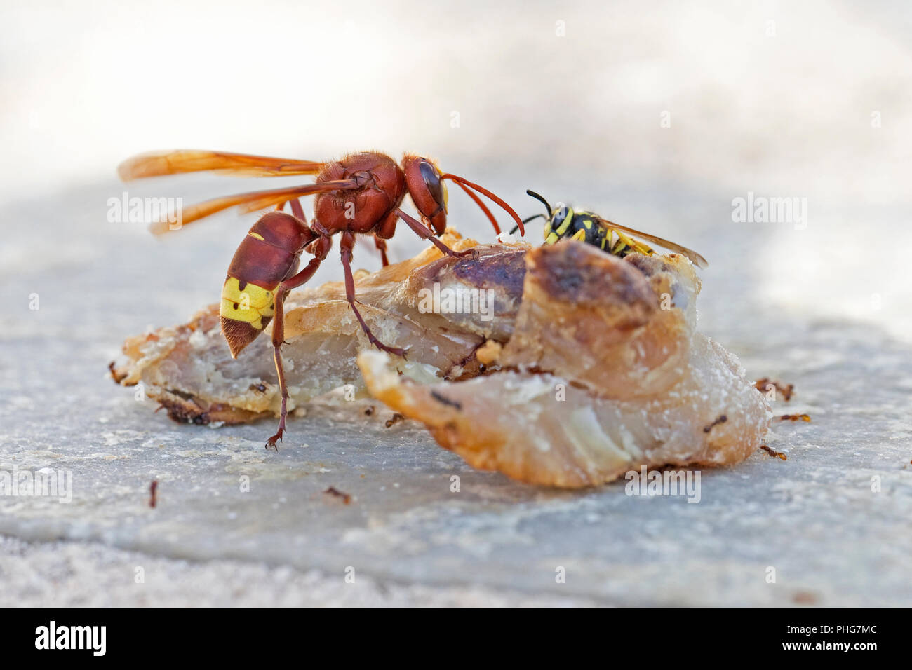 Oriental Hornet (Vespa orientalis) Stock Photo