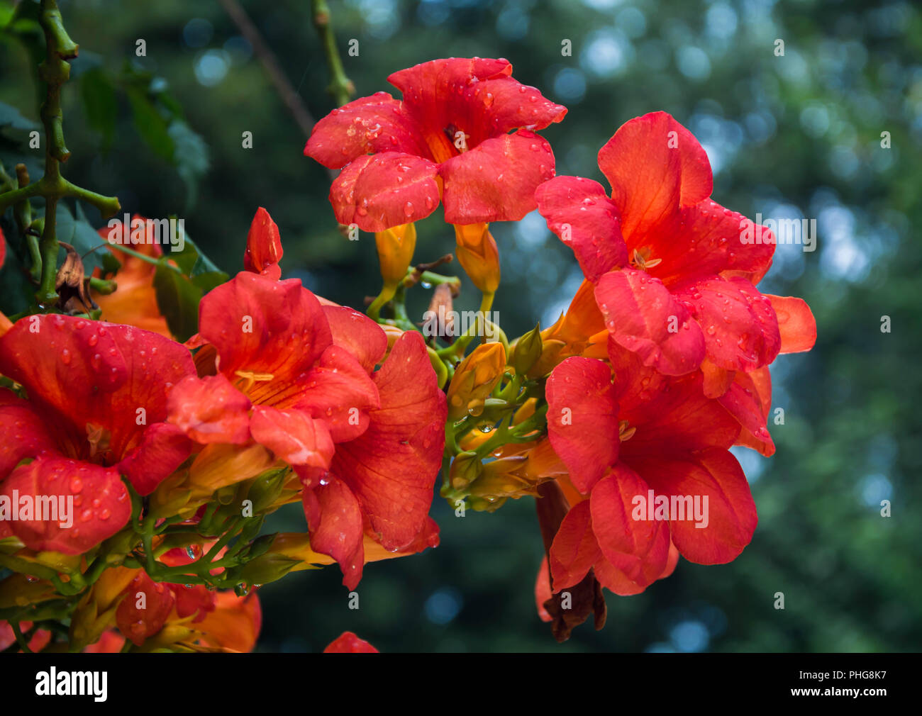 Exotic jungle red flower are shown close-up in the center of the frame.Large orange-red funnel-shaped flowers of Campsis are depicted close-up. Stock Photo