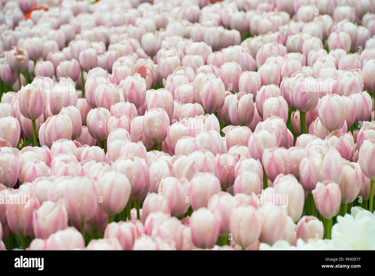 Field of pink flowers tulips Stock Photo - Alamy