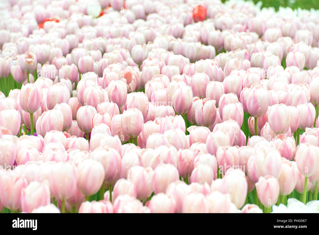 Field of pink flowers tulips Stock Photo - Alamy