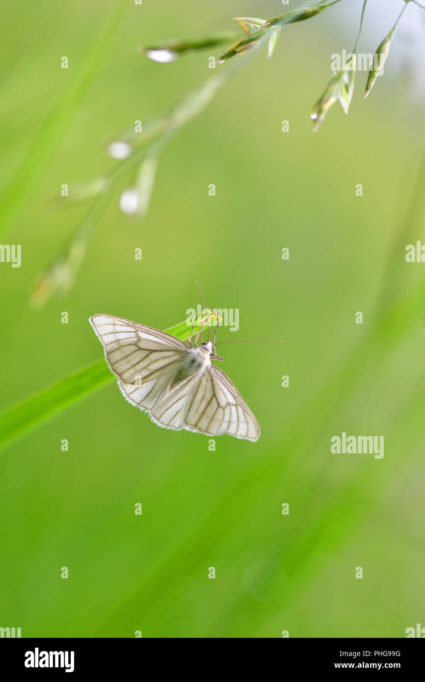 Black-veined moth Stock Photo
