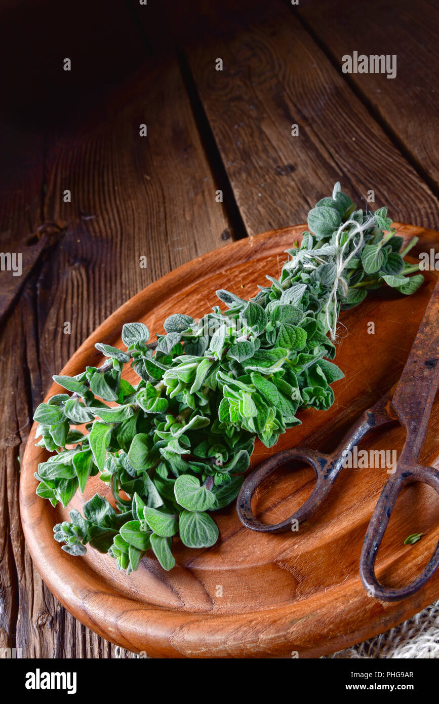 Aromatische Oregano (Origanum vulgare) Stock Photo