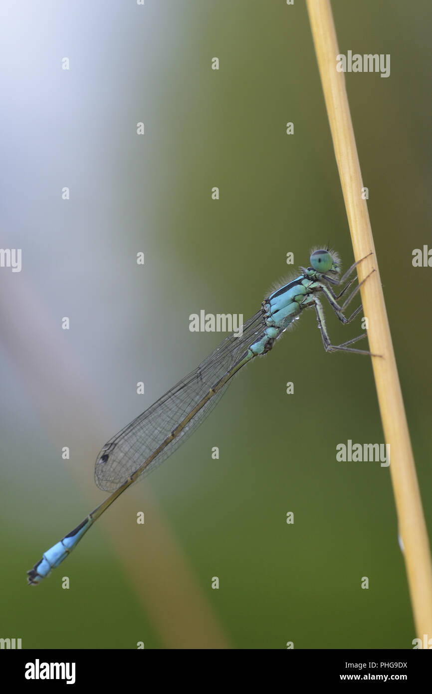 Damselfly white background hi-res stock photography and images - Alamy