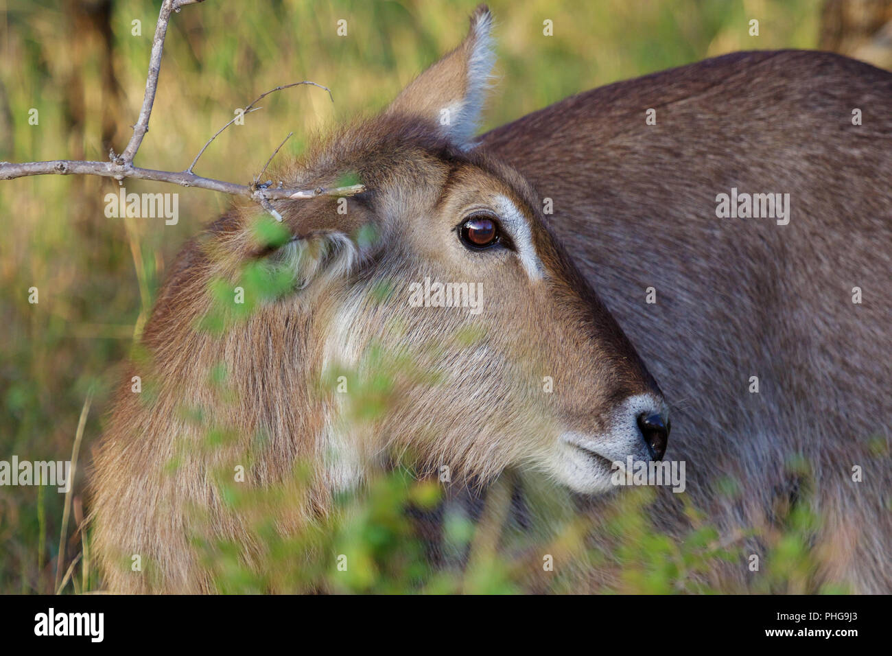 A waterbuck in the Kruger National Park South Africa Stock Photo