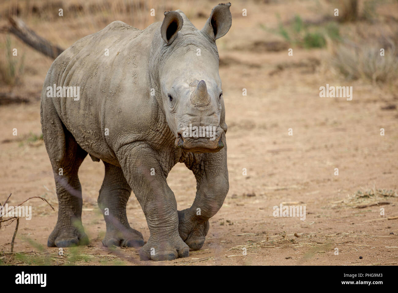 a baby rhino in the Kruger National Park South Africa Stock Photo