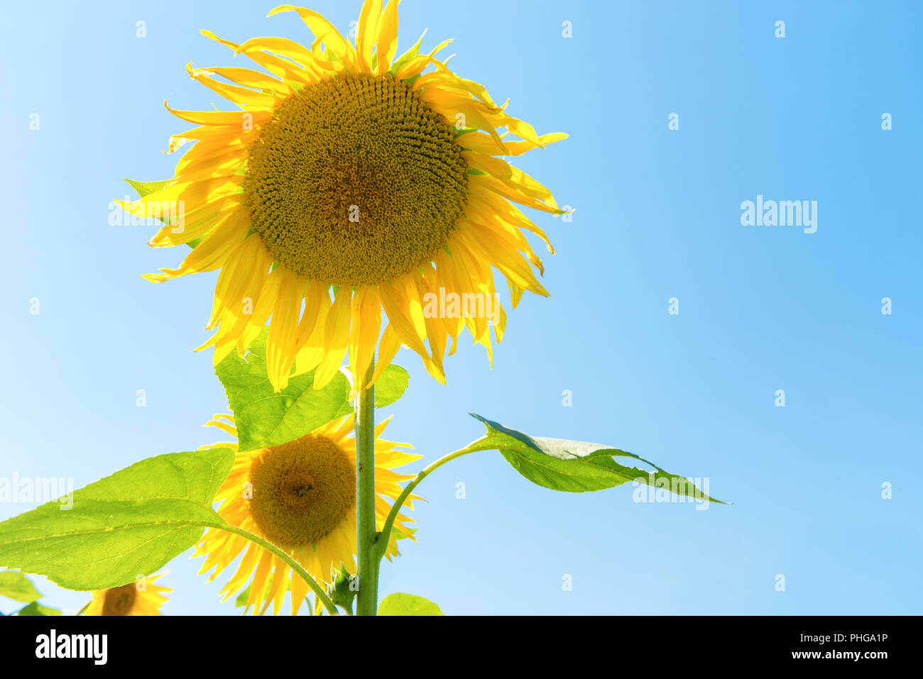 Field of yellow sunflowers Stock Photo - Alamy