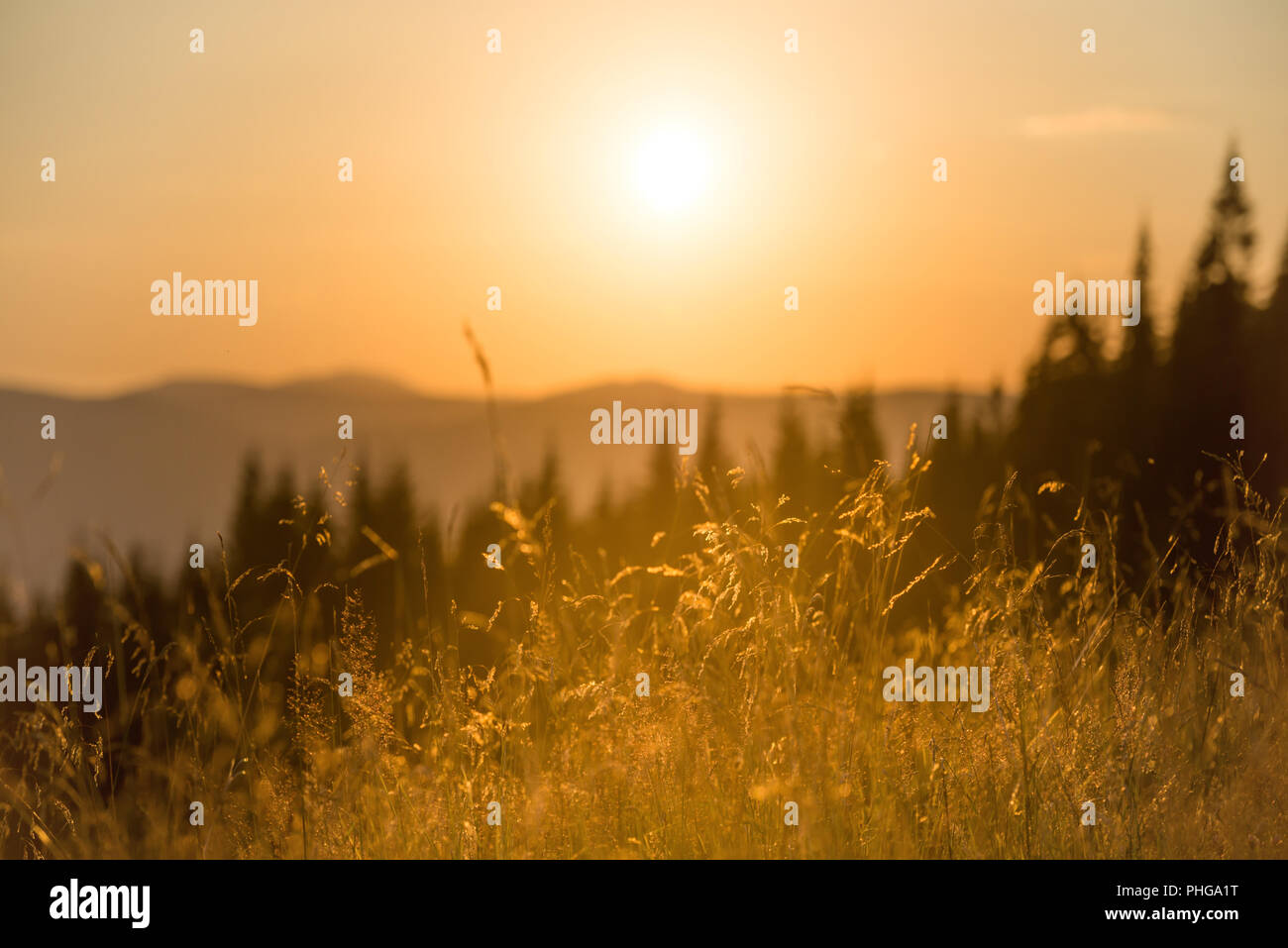 Dry grass on a field at sunset Stock Photo