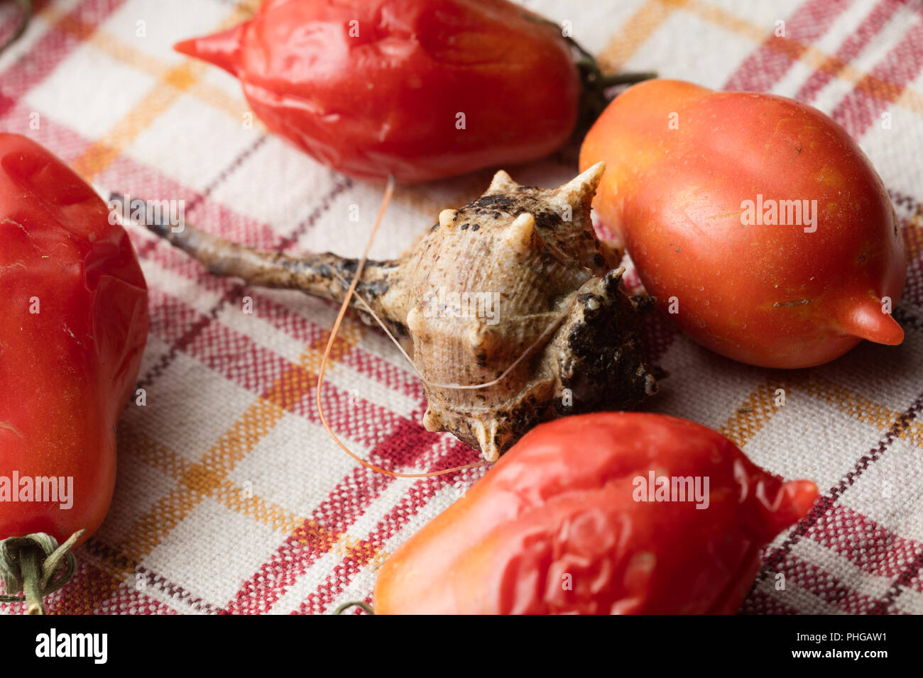 Sea snail with tomatoes Stock Photo Alamy