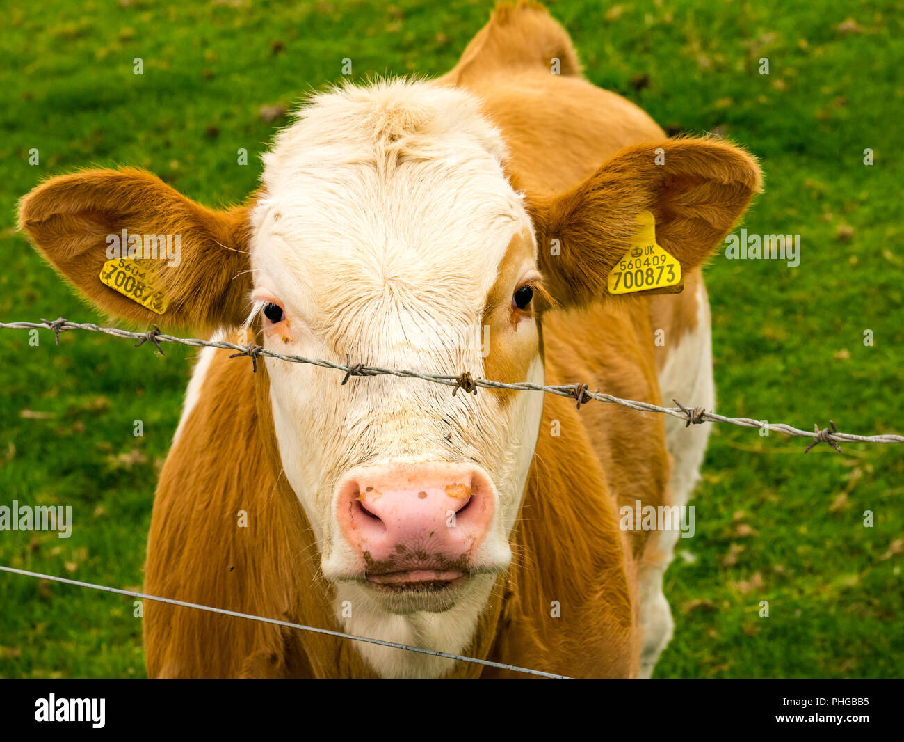 Close up of tagged young brown cow with white face by barbed wire fence in field, East Lothian, Scotland, UK Stock Photo