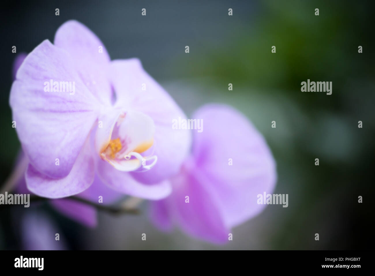 Purple orchids in a tropical forest Stock Photo