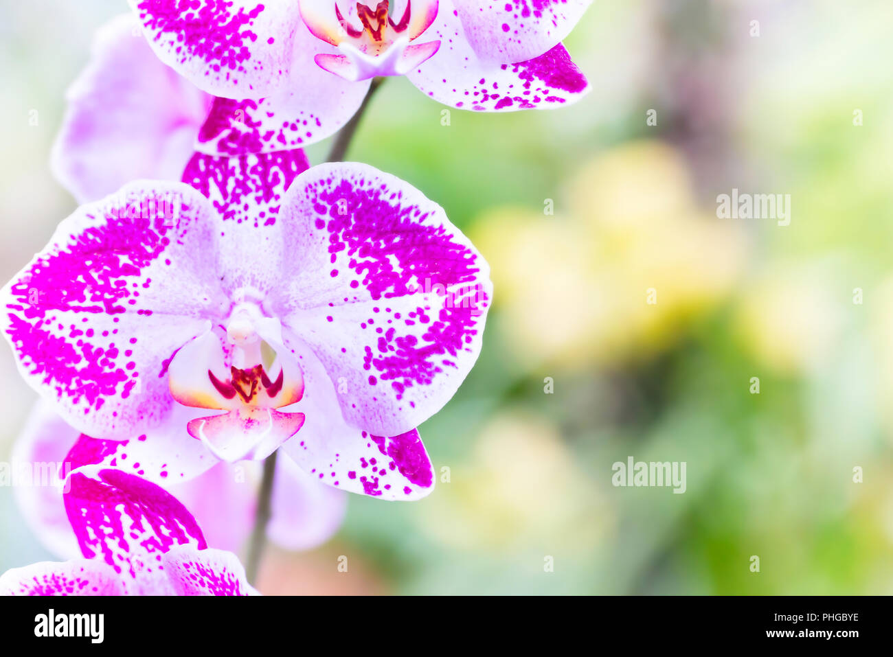 Purple orchids in a tropical forest Stock Photo