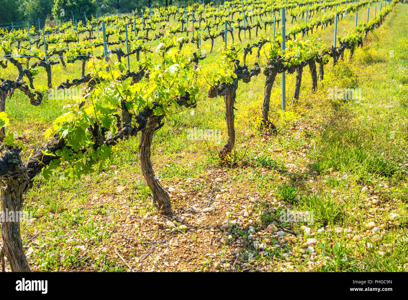 Grapes rows hi-res stock photography and images - Alamy