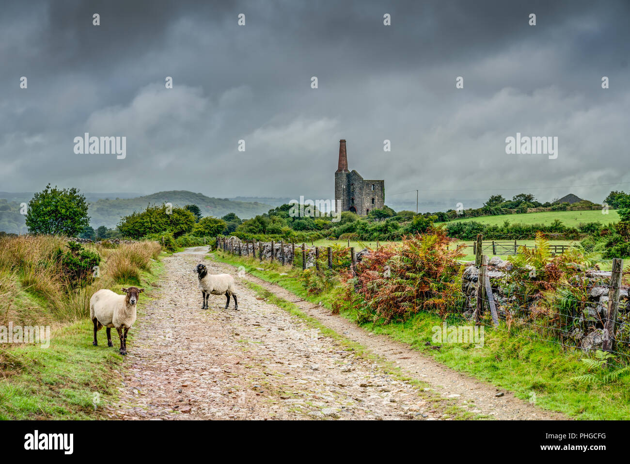 Looking down an unmade rural track with two sheep in the foreground and a Cornish engine house in the misty, grey cloudy weather, some autumn colour. Stock Photo