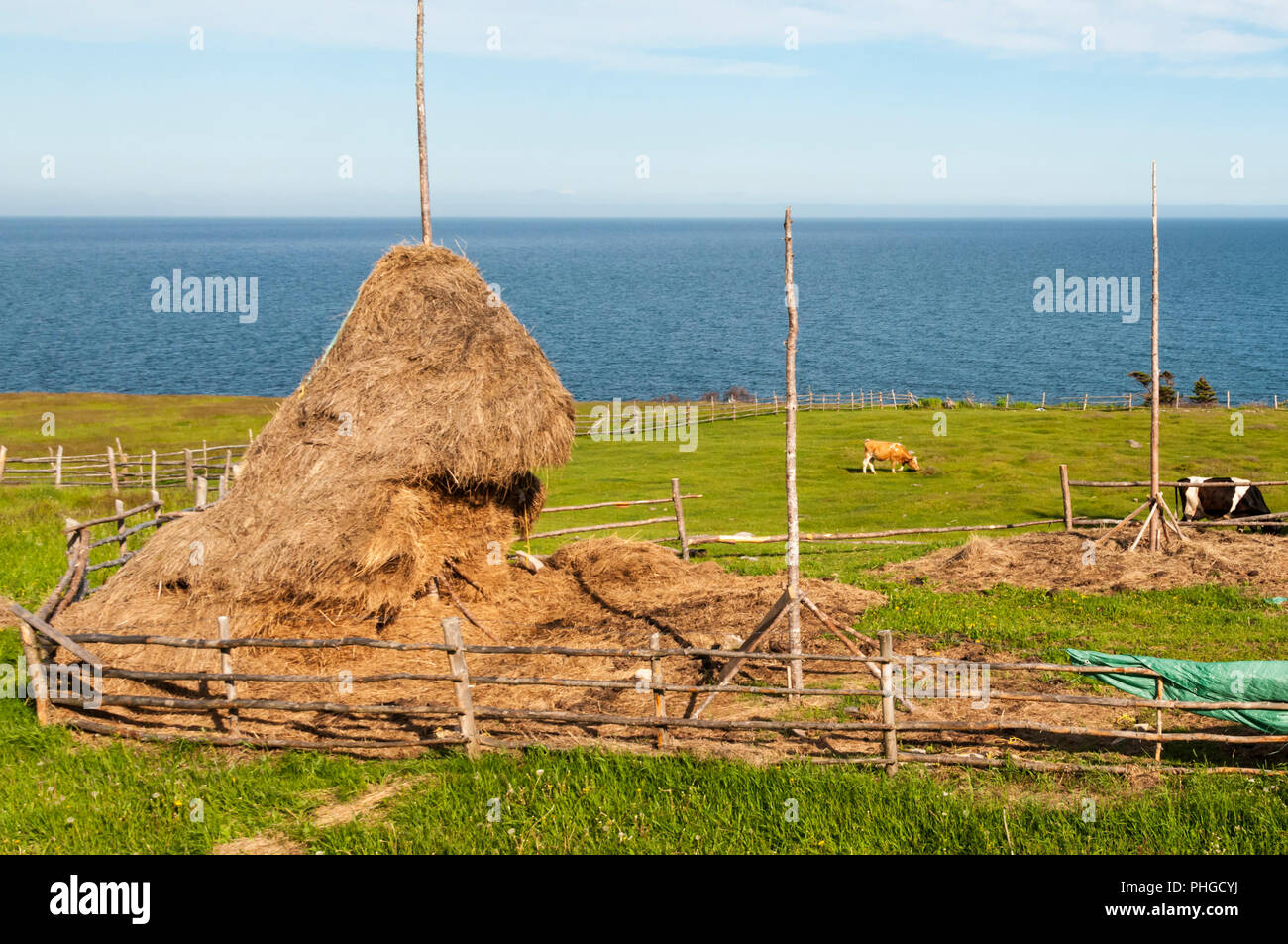 Traditional style of haystack at a smallholding on the coast of the Port au Port Peninsula, Newfoundland. Stock Photo