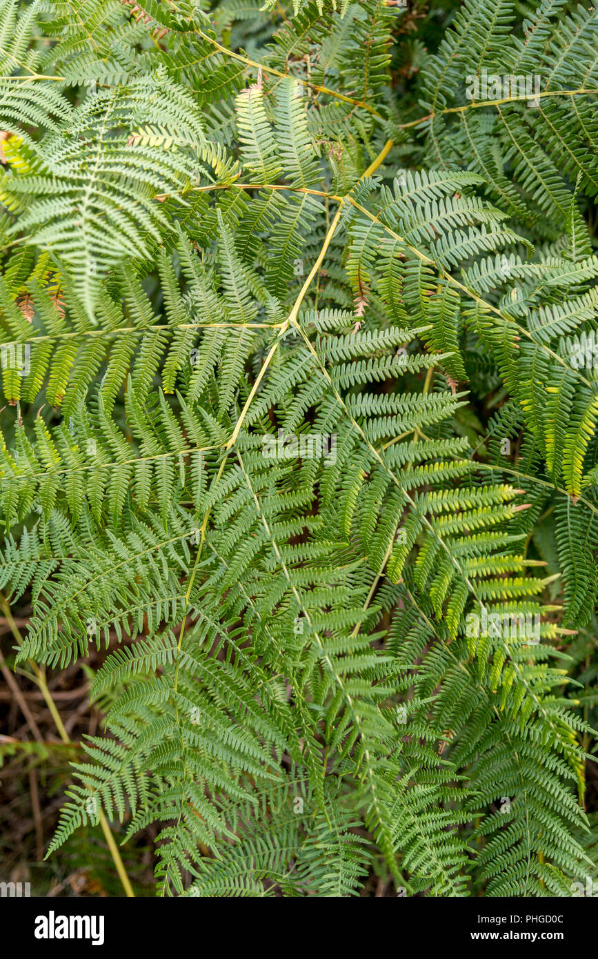 A fern is a member of a group of vascular plants that reproduce via