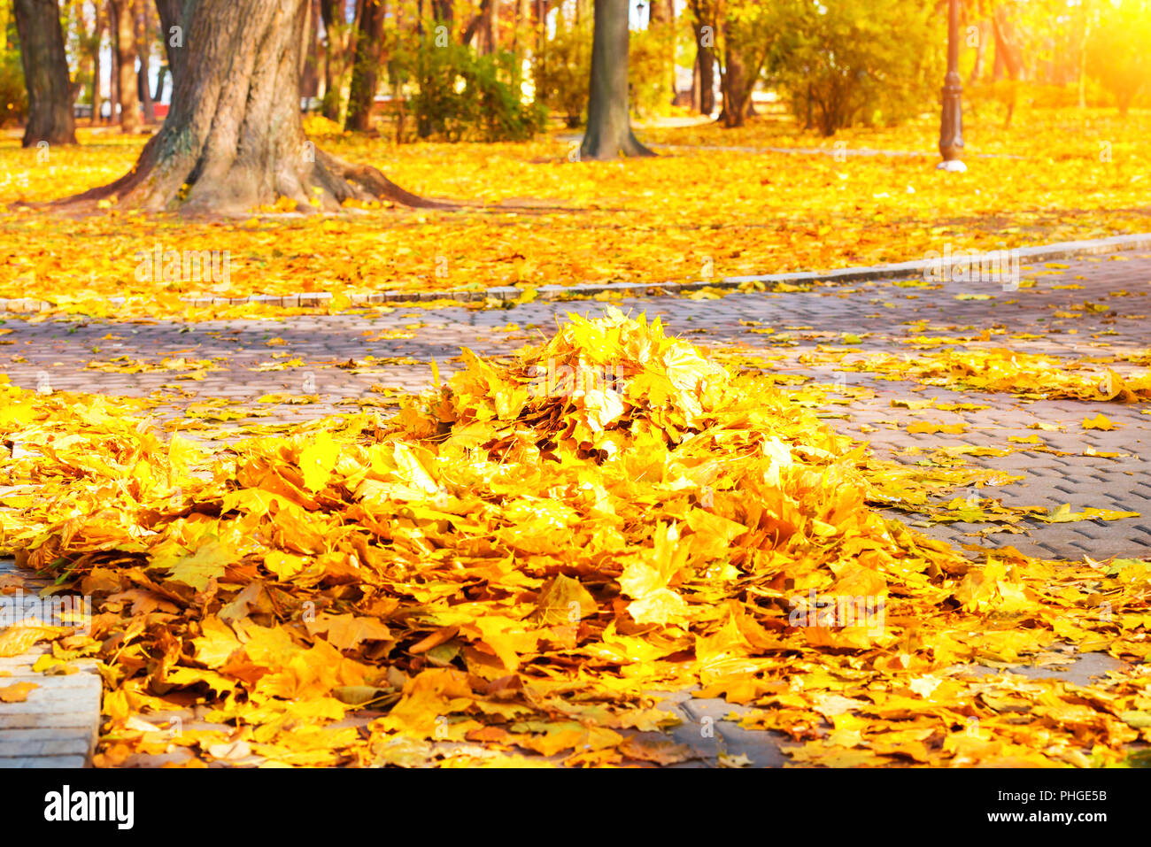 Heap of autumn yellow leaves Stock Photo - Alamy