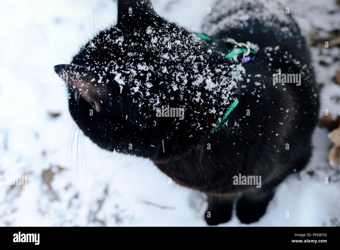 Black cat on snow, early winter Stock Photo
