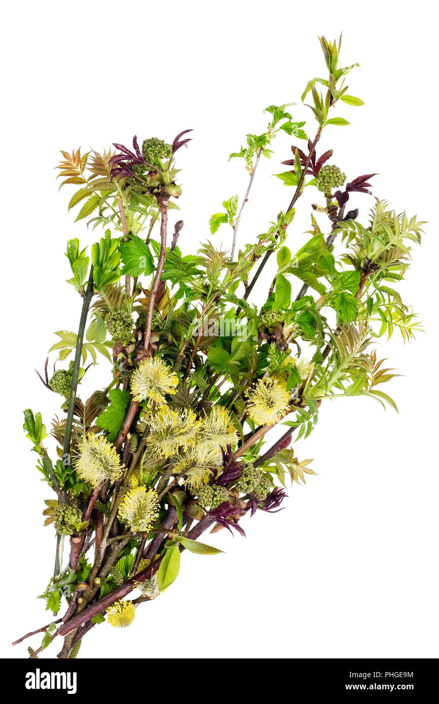 Bouquet of spring  branches Stock Photo