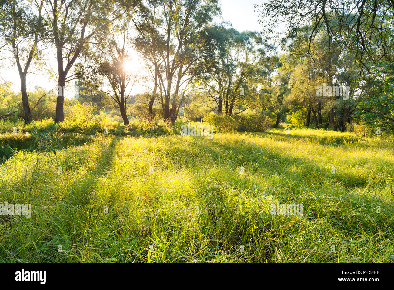 Green sunny park hi-res stock photography and images - Alamy