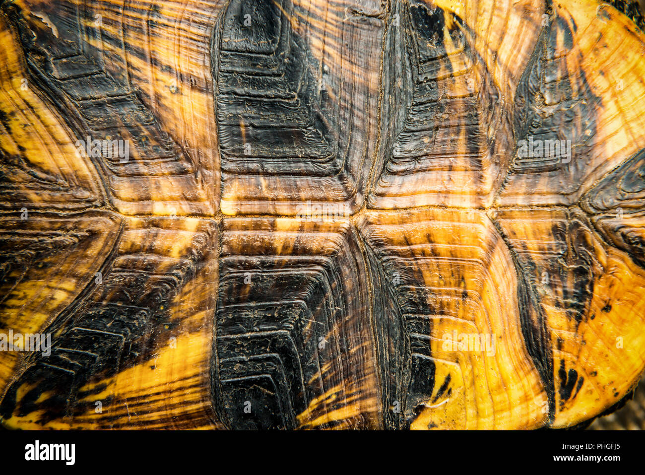Texture of turtle shell Stock Photo