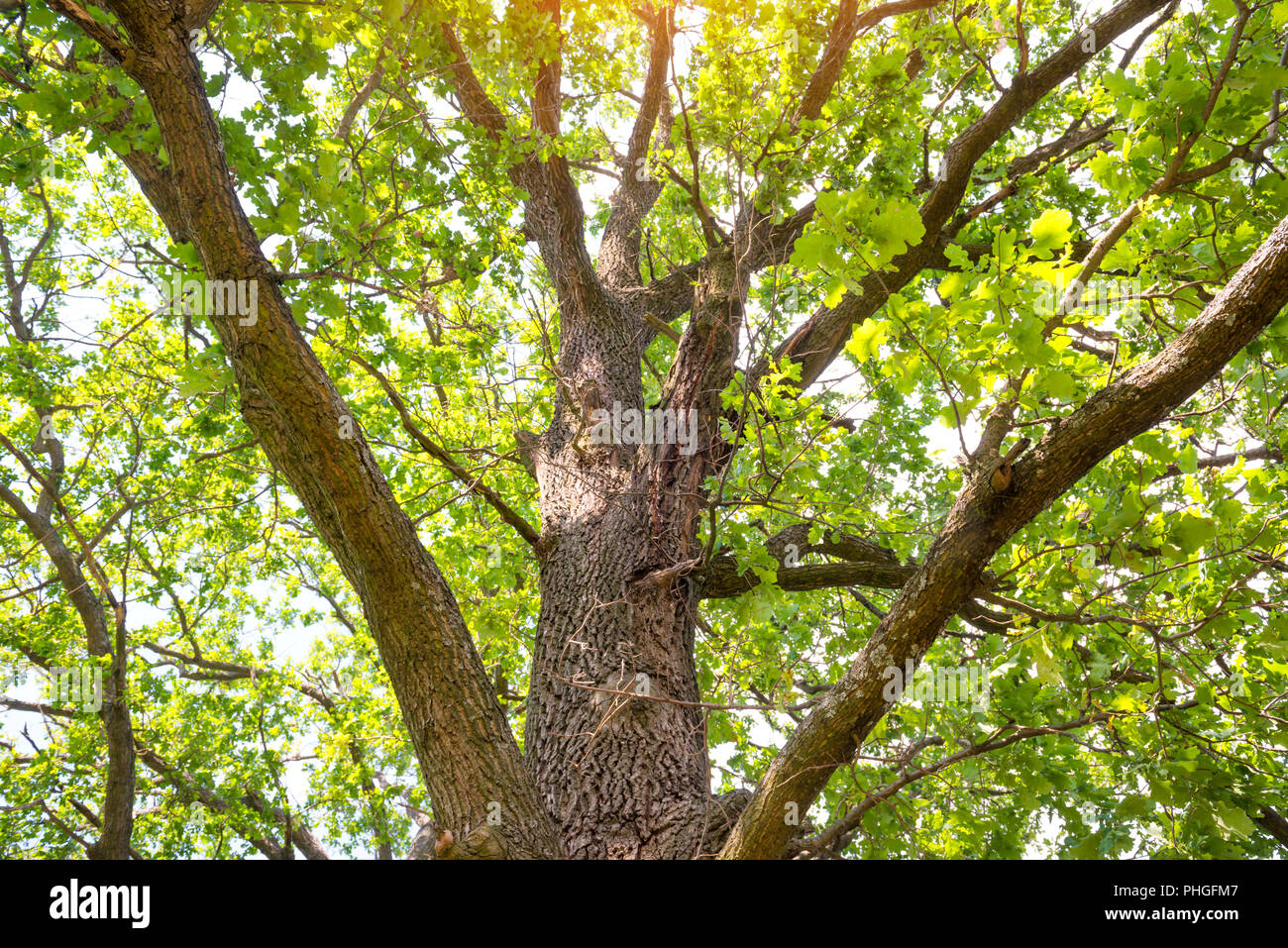 Big green oak tree Stock Photo Alamy
