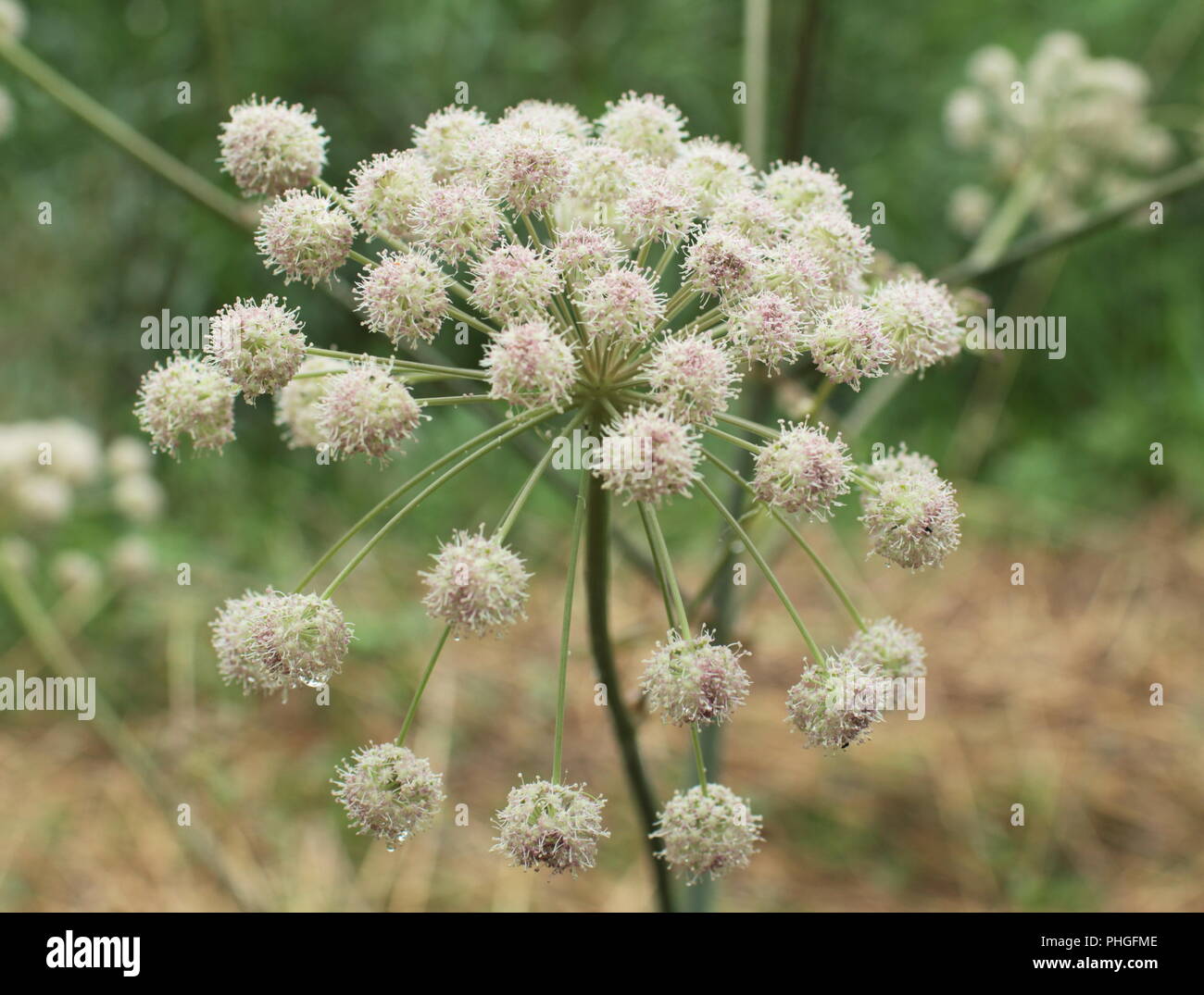 Hemlock Water Dropwort Stock Photo Alamy