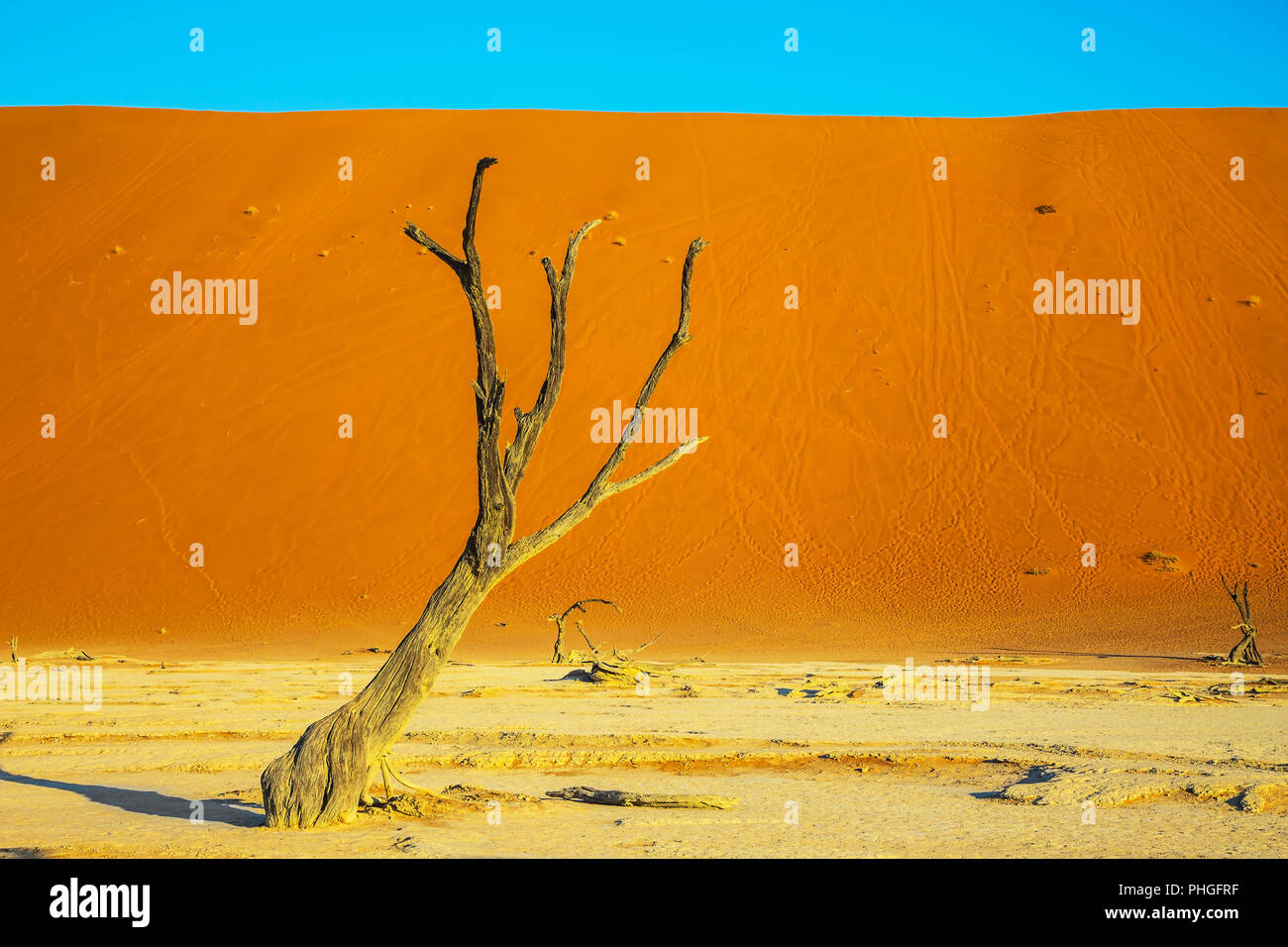 Picturesque ancient dried-up tree Stock Photo